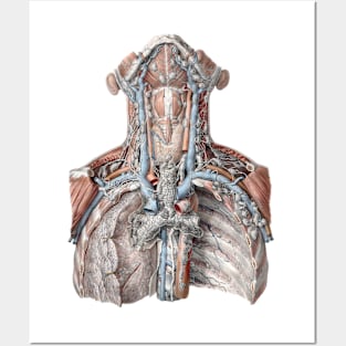 Vintage Science, Human Anatomy with the Throat, Neck, Chest and Ribs Posters and Art